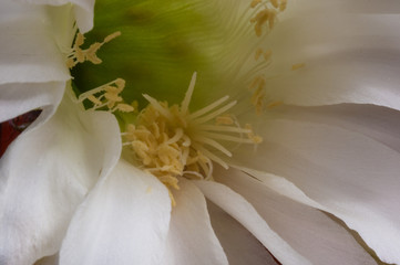 Cactus echinopsis tubiflora