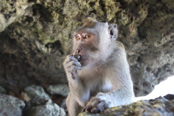Monkey in a cave