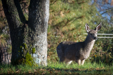 Naklejka na ściany i meble Young Deer Standing By Oak Tree in Yosemite Forest