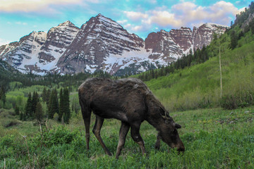 Moose on Aspen-Snowmass Hiking Trail