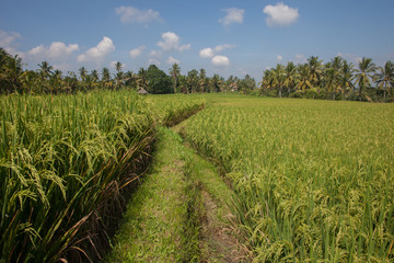Fototapeta na wymiar Morning in a rice field