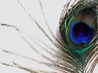 Obraz premium Peacock feather 