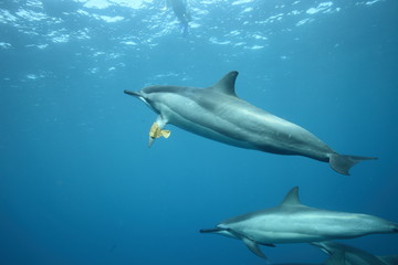 Naklejka premium Underwater spinner dolphin encounter, Hawaii