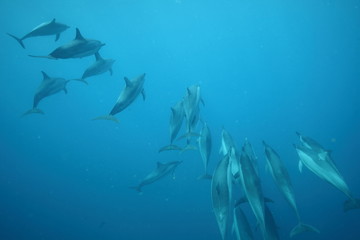 Underwater spinner dolphin encounter, Hawaii