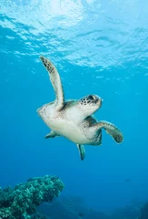 Deurstickers Diving with a curious green sea turtle in blue water © DaiMar