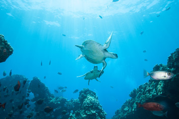 Diving with a curious green sea turtle in blue water