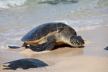 Green sea turtle hauled out on the beach