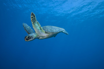 Underwater Green Sea Turtle encounter in crystal clear tropical ocean