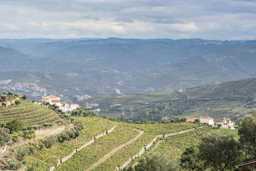Fototapeta na wymiar Slopes covered with vineyards in Portugal