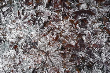 Frozen Maple Leaf Star Pattern - Yosemite National Park