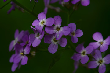 Fototapeta na wymiar Wild Flower