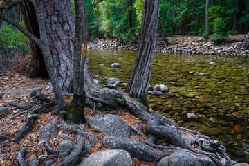 Ponderosa Pine Roots and Picturesque Mountain Stream in Yosemite National Park