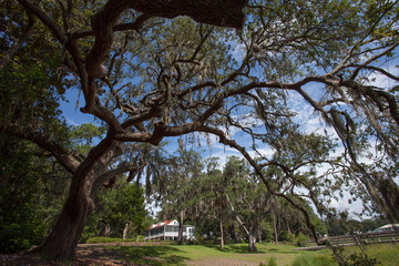 Gnarly branches of an old oak tree in Savannah, Georgia