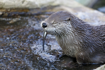 Otter in the water eats fish