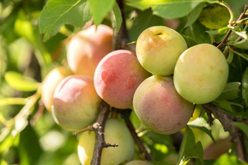 A bunch of sweet plums ripening on a branch with leaves in summer