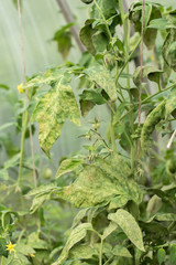 Disease of the leaves of ripening green tomatoes in the garden in summer