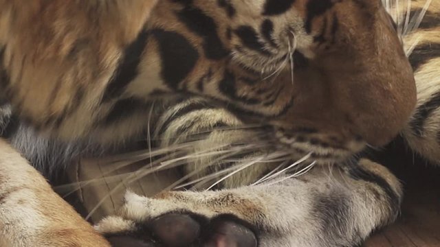 bengal tiger licking body body