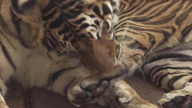 bengal tiger licking body body
