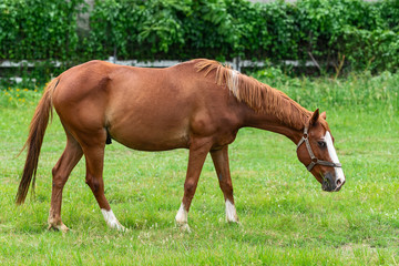 Naklejka na ściany i meble Brown Horse on a Field.