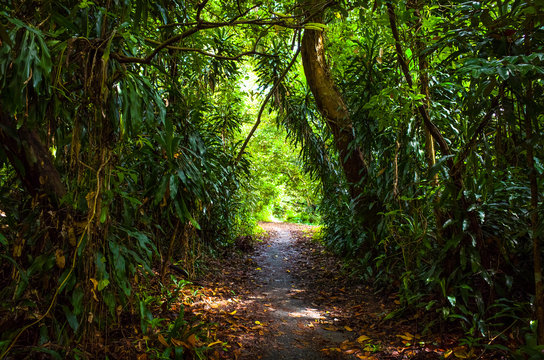 Exotic Jungle Archway on Singapore Hiking Trail