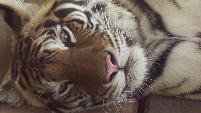 bengal tiger sleep