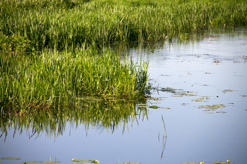 small European river on a summer sunny morning