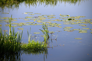 small European river on a summer sunny morning