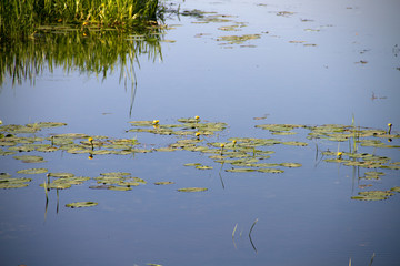 small European river on a summer sunny morning