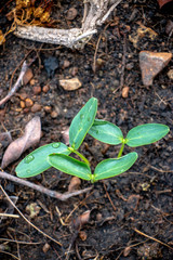 A closeup photo of the small plants are growing in the garden.
