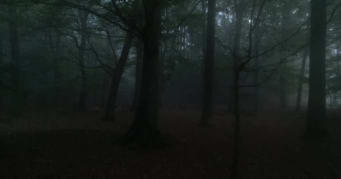 4k 60fps drone shots in the middle of the forest in the early morning. The whole forest was still covered in the morning dew.