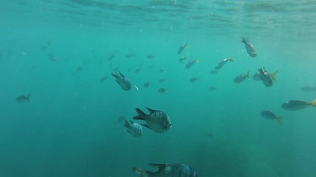 A medium shot of group of fish underwater. Camera moves forward 