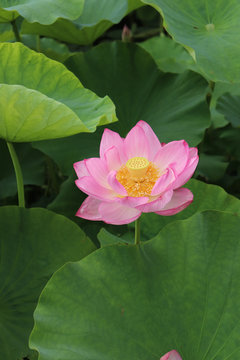 蓮の花