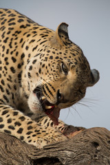 Leopard feeding