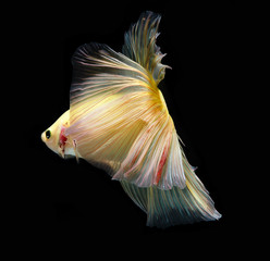 Fototapeta premium light and shadows ..siames fighting fish..betta splendens.