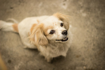 Dog profile head looking up