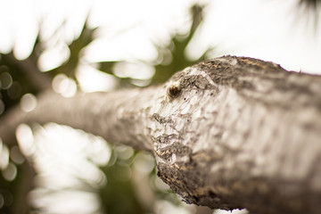 Detail shot of a tree branch 