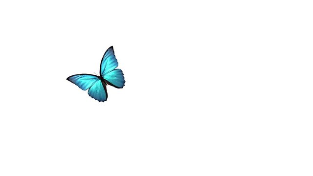 Flight and landing of a blue butterfly on a white background with a separate alpha channel.