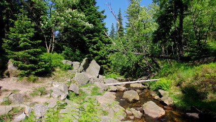 Górski strumyk w Karkonoszach
