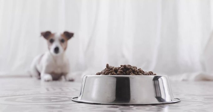 Dog is waiting at the bowl for permission to eat in the defocus, runs up to the stern and eats. Funny young beautiful dog with an appetite quickly eats food in the interior of modern apartment