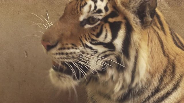 bengal tiger