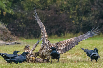 Haliaeetus albicilla, White-tailed Eagle, Sea Eagle, Poland
