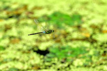 ギンヤンマの飛翔シーン