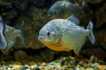 Naklejka na ściany i meble Close-up of piranha fish floating and looking at the camera in an aquarium