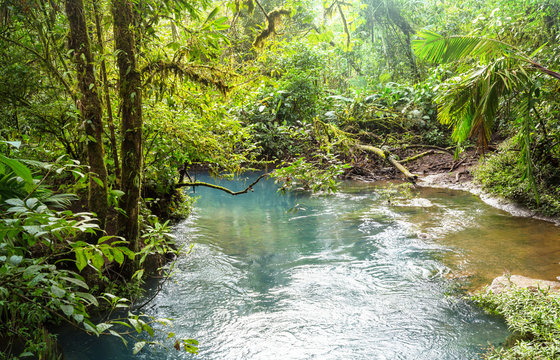 Fototapeta Creek in jungle