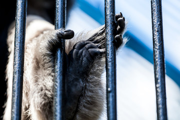 A close-up of the paw of an adult gibbon pileated is kept behind bars in a zoo, the concept of sad...