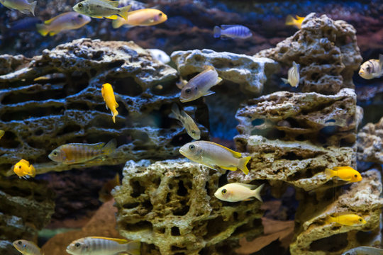 Close-up of  many fishes: aphyocharax rathbuni  floating and looking at the camera in an aquarium