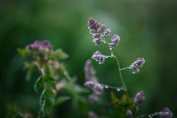 drops of dew on grass