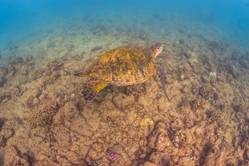 Turtle swimming over the reef