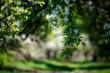 Fototapeta premium Flowering of apple orchards in Russia, white alleys of apple trees