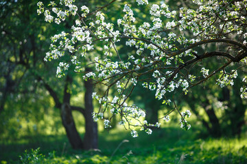 Fototapeta na wymiar Flowering of apple orchards in Russia, white alleys of apple trees